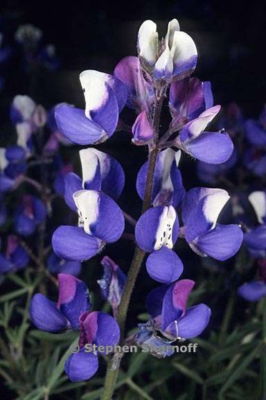 lupinus bicolor 4 graphic